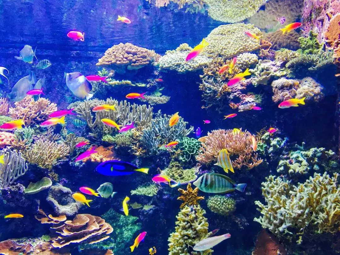 海水魚(yú)缸養(yǎng)殖，鹽度不能忽視